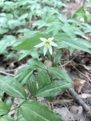 Disporum smilacinum