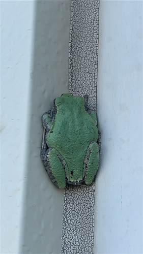 Gray Treefrog