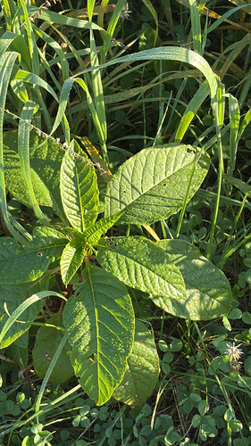 American pokeweed