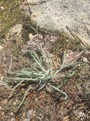 Ivesia santolinoides