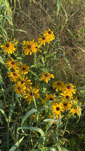 black-eyed Susan