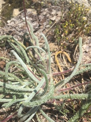 Ivesia santolinoides