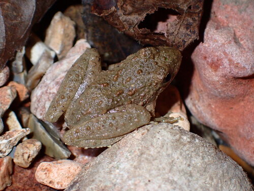 Blanchard's Cricket Frog