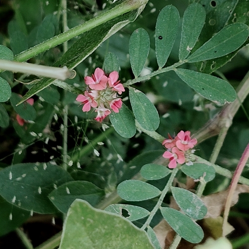 Indigofera linnaei observed 2026-10-06