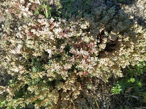 Spanish Stonecrop