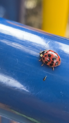 Asian Lady Beetle