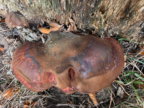 Beefsteak Polypore