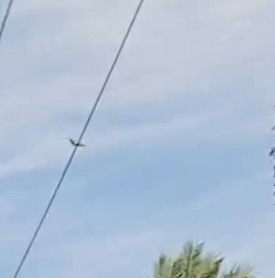 Pied Kingfisher