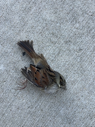 Swamp Sparrow
