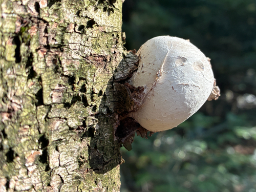 birch polypore