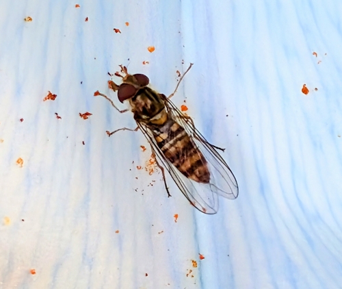 Marmalade Hover Fly