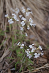 Cardamine trifida