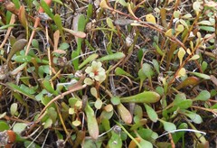 Samolus repens repens