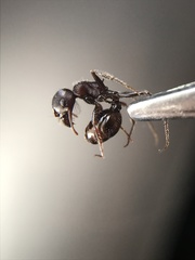 Pogonomyrmex rugosus