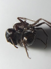 Pogonomyrmex rugosus