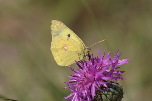 Clouded Yellow