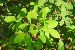 Crotalaria longirostrata