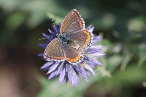 Adonis Blue
