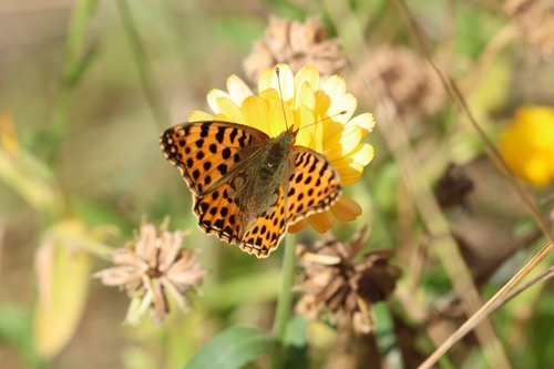 Queen of Spain Fritillary