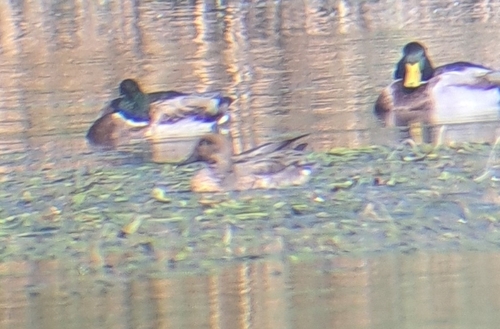 Northern Pintail