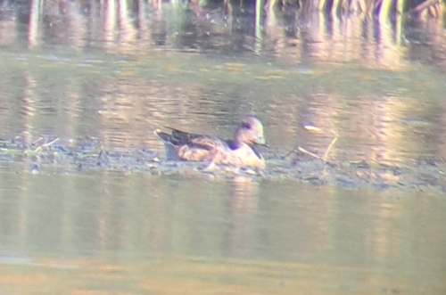 Eurasian Wigeon