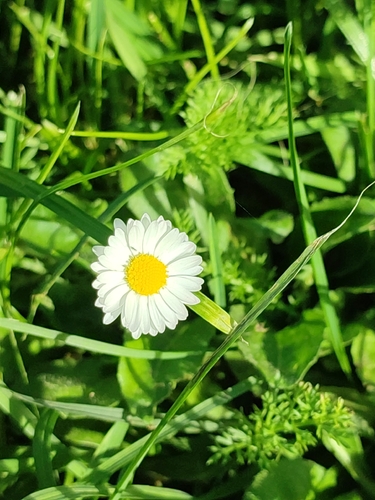 Lawn daisy