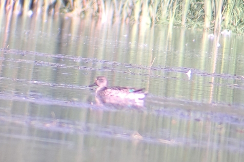 Green-winged Teal