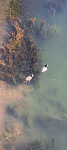 Mallard