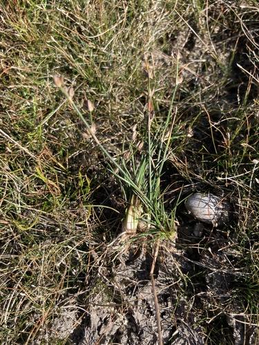 Bulbous Rush