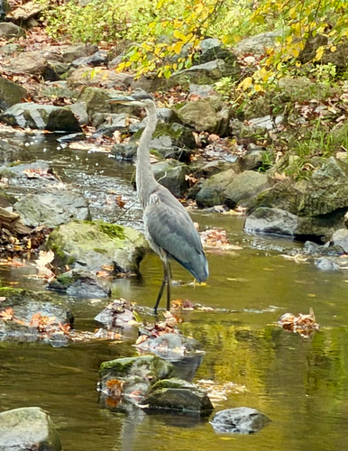 Ardea herodias observed 2026-10-04