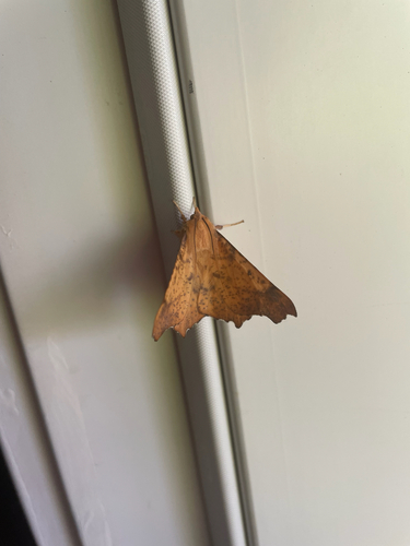 Maple Spanworm Moth