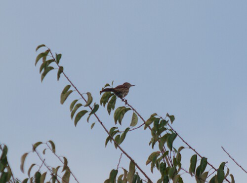 Brown Thrasher