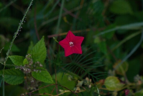 Cypress Vine