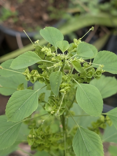 Indian Acalypha