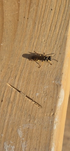 Field digger wasp