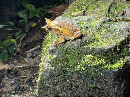 Megophrys nasuta observed 2026-09-20