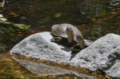 Actinemys marmorata pallida