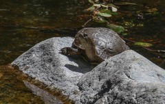 Actinemys marmorata pallida