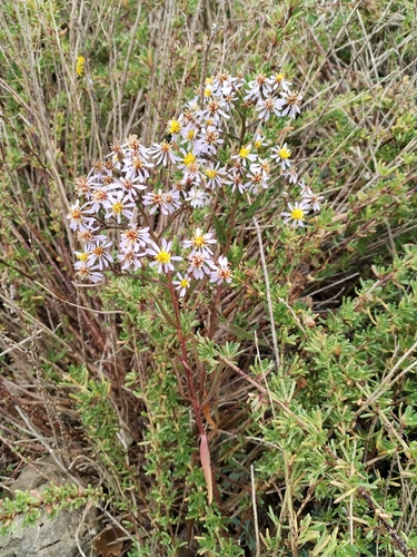 Sea Aster