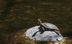 Actinemys marmorata pallida