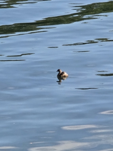 Little Grebe