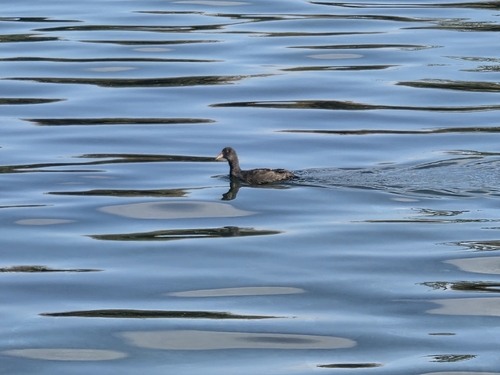 Eurasian Coot