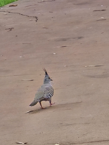 Crested Pigeon
