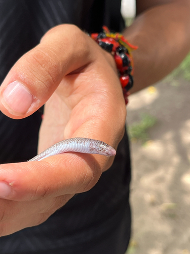 Wagler's Worm Lizard