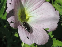 Acmaeodera ornatoides