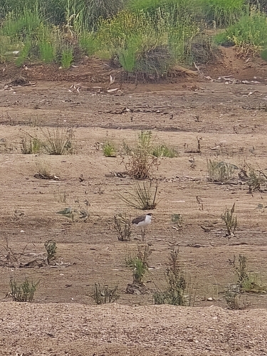 Masked Lapwing