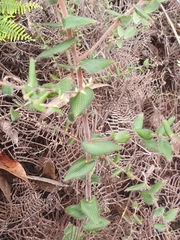 Leucopogon amplexicaulis