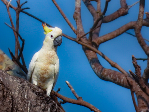Cacatua sulphurea observed 2026-09-30