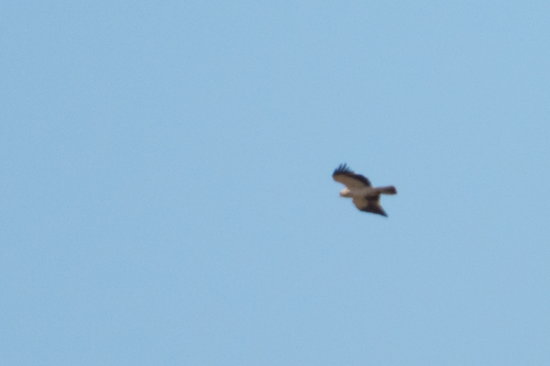 Booted Eagle