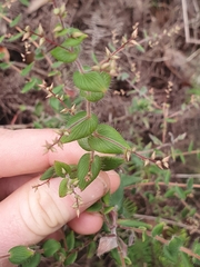 Leucopogon amplexicaulis